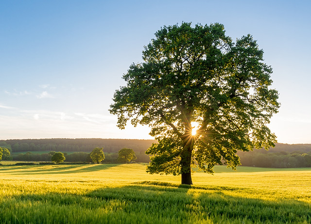 iStock-476116580.jpg